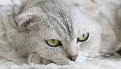 kaiyun中国官方网站-韩国星际争霸赛事奖项公布，韩国星际争霸比赛